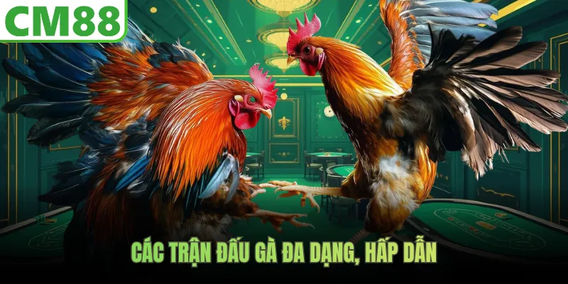 Các trận đấu gà đa dạng, hấp dẫn 