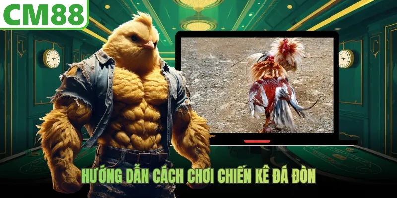 Hướng dẫn cách chơi chiến kê đá đòn