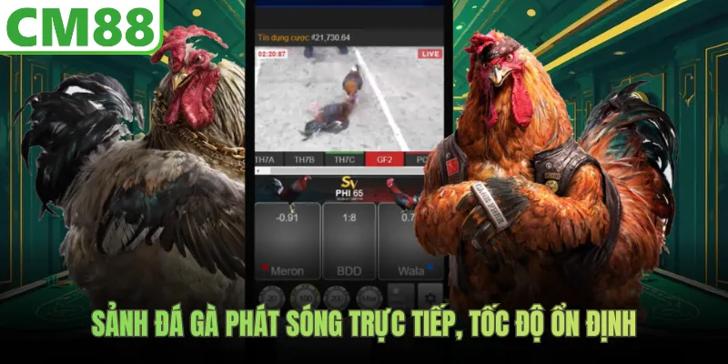 Sảnh đá gà phát sóng trực tiếp, tốc độ ổn định